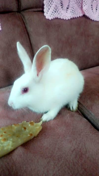 White Rabbits red eyes for sale