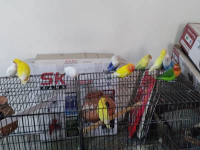 Love birds Par Blue Albino Red Eye Cremino