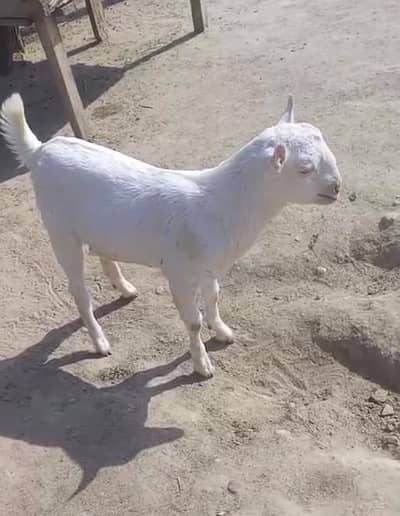 Goat teddy tedi tadi