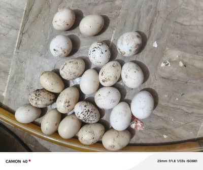 Aseel & Miisri fartail eggs