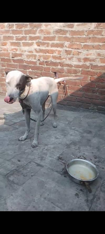 gultair female ik dafa breed kr check Hy