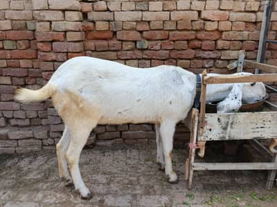 Bakri