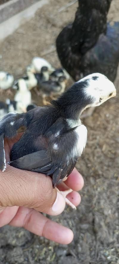 Lasani Mushka Aseel Chicks