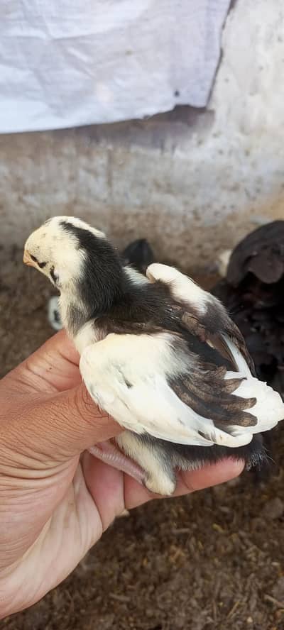  Aseel, Mianwali, Heera White & Desi Misri Chicks for Sale