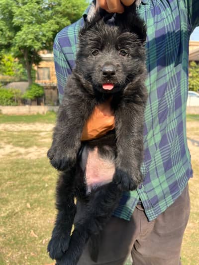 Top Quality Black german shephard puppies