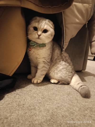 British Scottish fold