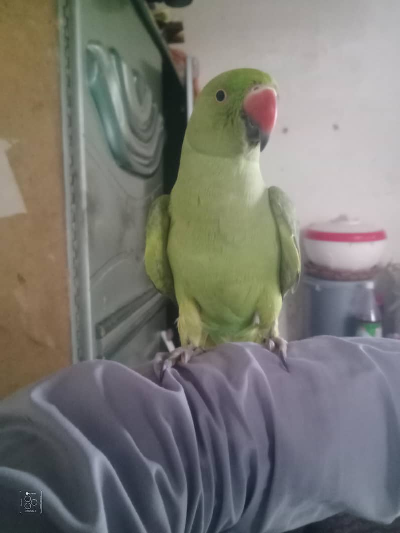 parrot 0