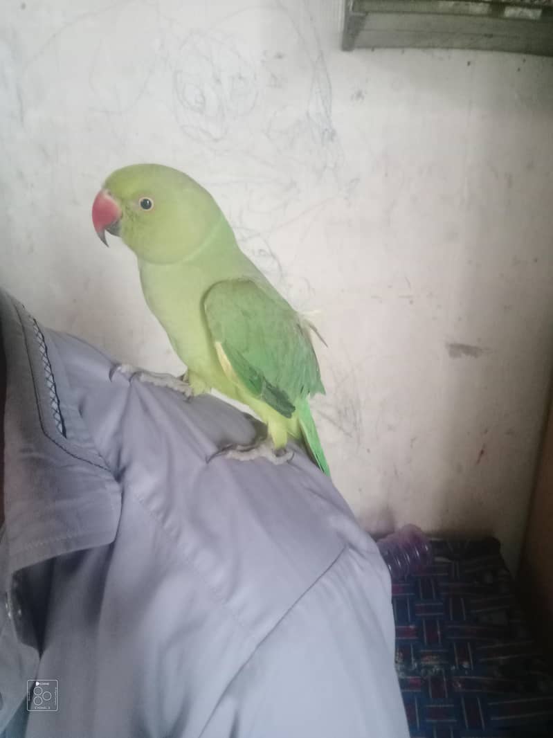 parrot 1