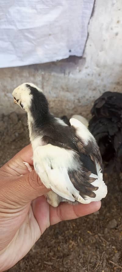 Lasani Mushka Aseel Chicks