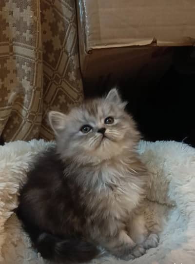 persian triple coat /biy colour male and female kitten