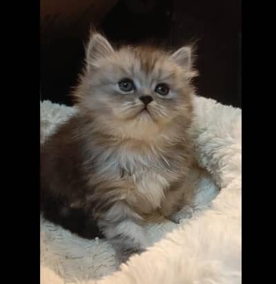 persian triple coat /biy colour male and female kitten