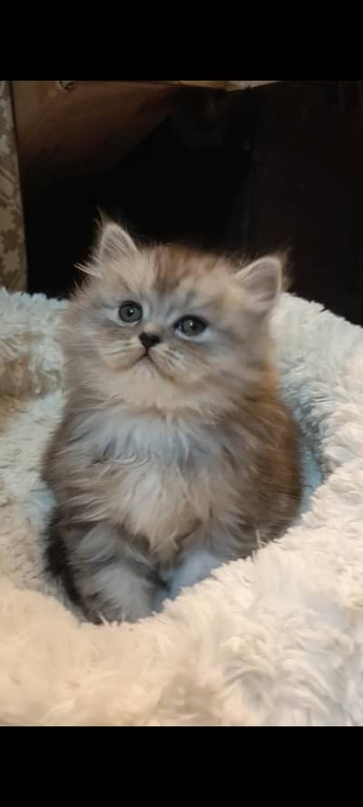 persian triple coat /biy colour male and female kitten
