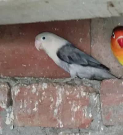 Love bird mix 9 piece