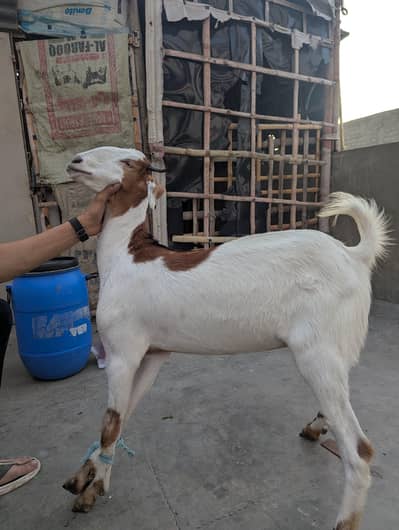 tapri bakri fresh pat