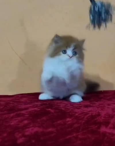 Persian cat triple cod for sale,my WhatsApp 03464644037