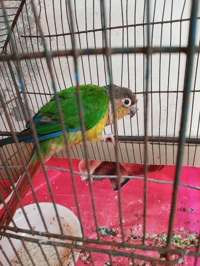 green conure