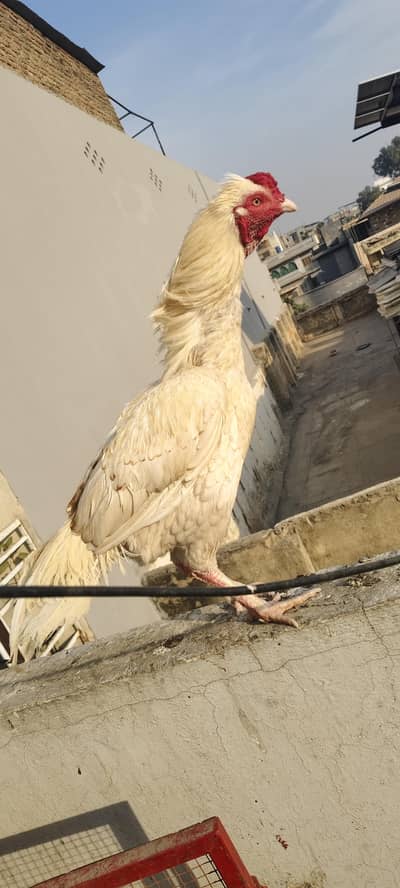 pure aseel male. . Heera. .