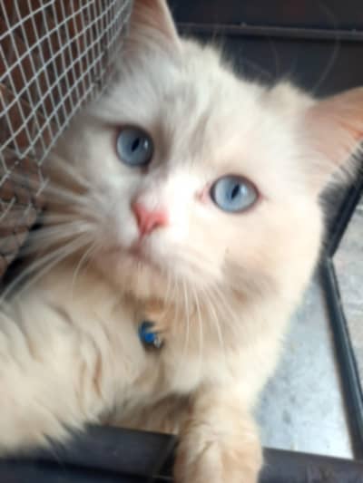 White male blue eyes