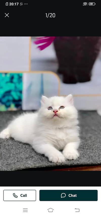 Persian cat for sale male or femalemy WhatsApp number3313091788