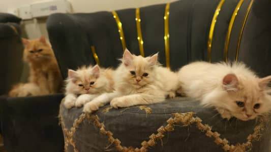 Persian Kitten for sell