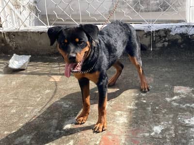 Look like ay beautiful dogs