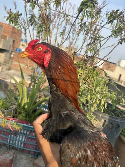 Aseel Murgha Lakha For Sale