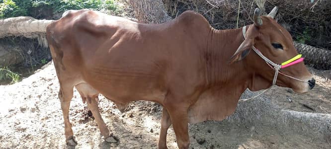 m apni cow sale kr rha ho