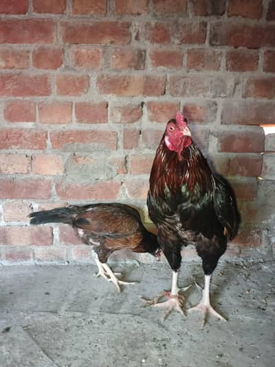 Aseel Murga and Murgi