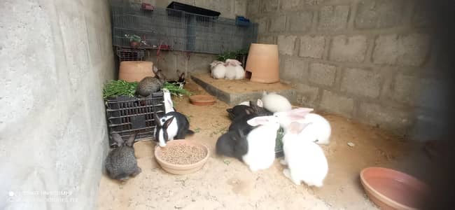 White Brown Black Pure newzeland rabbit Blood line Male female