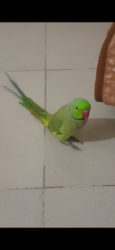 Green parrot bolnay wala