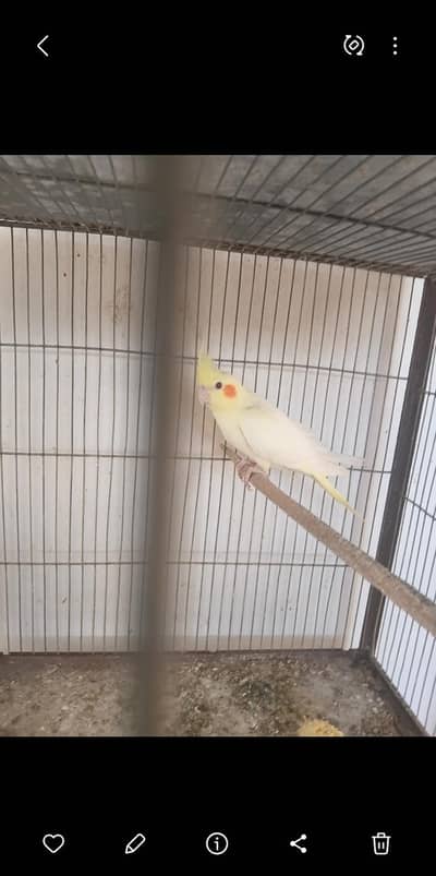 cream and pearl cockatiel pathe for sale