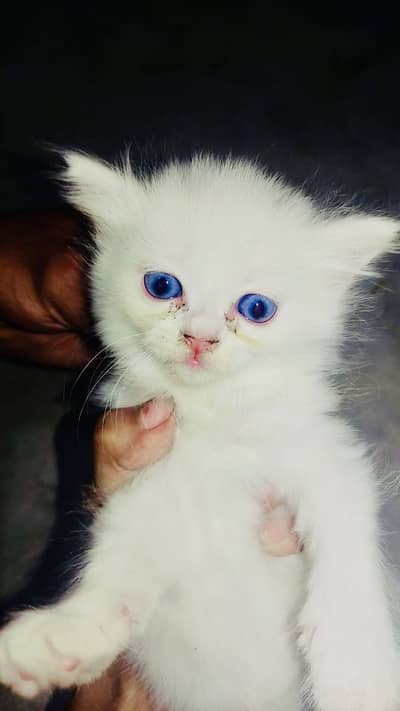 Persian kittens 8000 per kitten