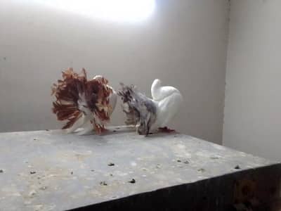 American gray tail male and American brown tail female