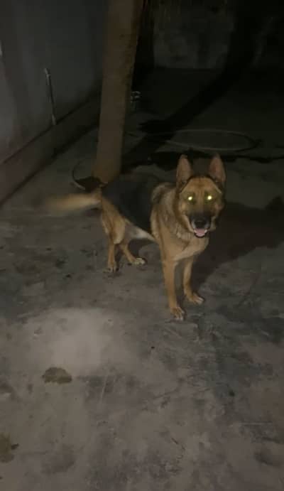 Germen Shephered female Stock Coat