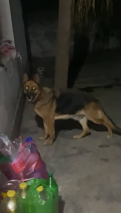 Germen Shephered female Stock Coat