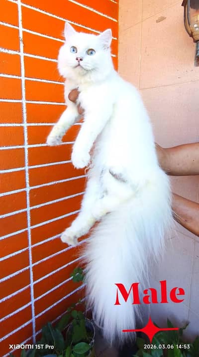 Persian cat for sale my WhatsApp number  03703659905