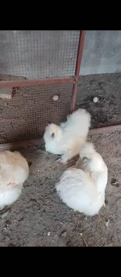 FANCY HENS RATE 10K FOR 3 HENS