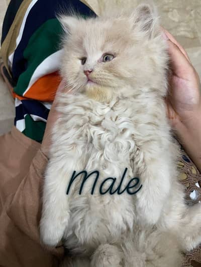 Pure Persian 5 kittens available