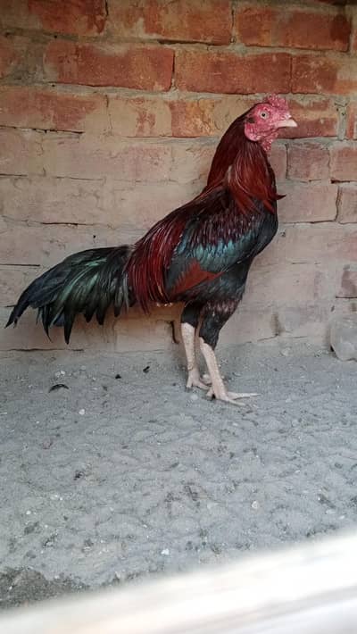 All birds for sale Aseel jawa Aseel Mianwali lasani And chuza