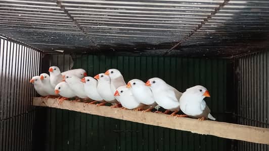snow white finch adult pairs and CFW bfbb\ob females