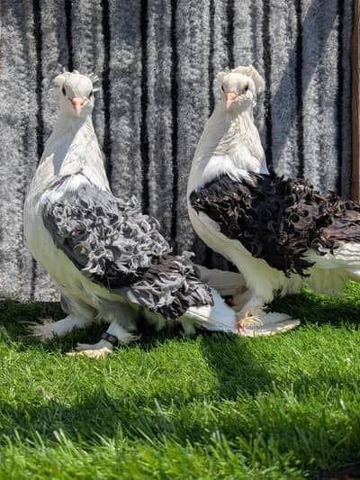 seddle frill back pair