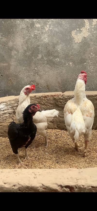 Ko shamo/aseel shamo/white oh shamo/king shamo/black shamo/koo shamo