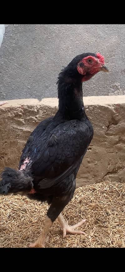 ko shamo/aseel shamo/white oh shamo eggs/king oh shamo/shamo chicks