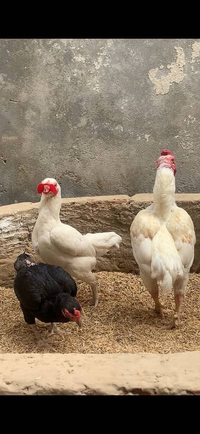 ko shamo/aseel shamo/white oh shamo eggs/king oh shamo/shamo chicks