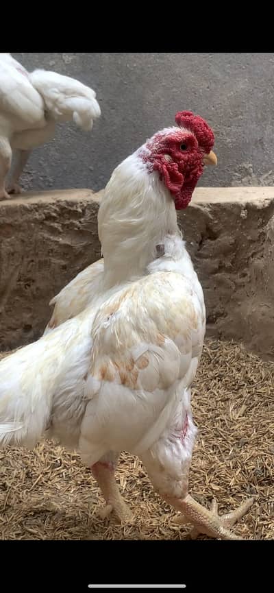 Ko shamo/aseel shamo/white oh shamo eggs/king oh shamo/shamo chicks