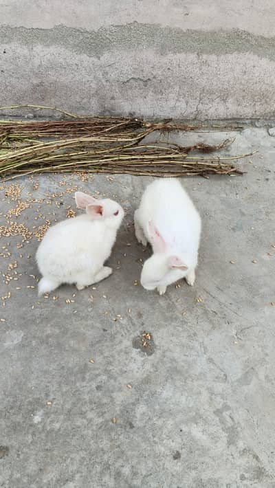 Rabbits for sale