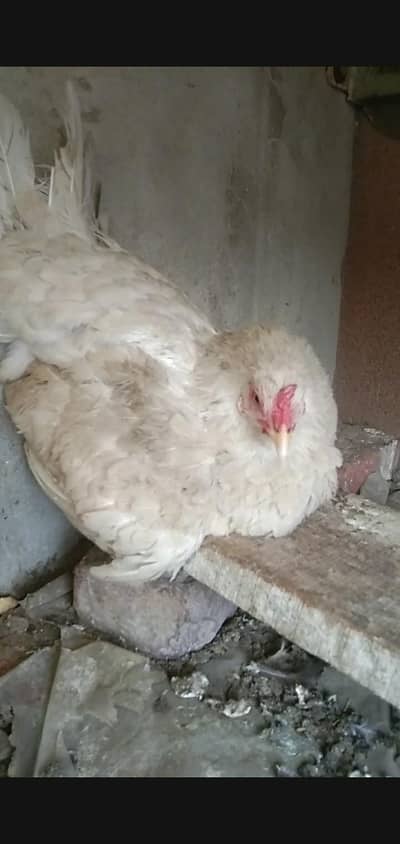 shamo cross pair for sale