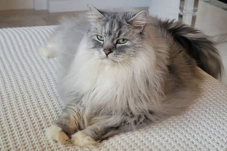 Fluffy Persian Cat Available