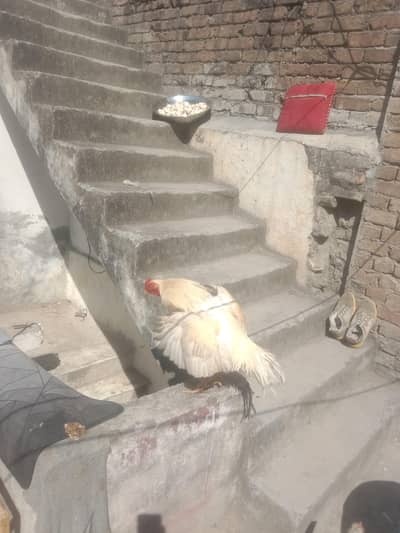 pathaaa shair bablooo