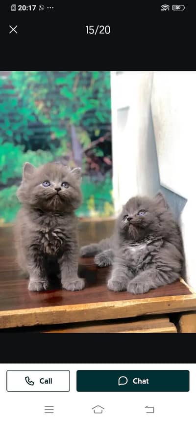 Persian cat for sale male or femalemy WhatsApp number331=4372=136